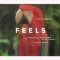 Calvin Harris Feat. Pharrell Williams, Katy Perry & Big Sean – Feels
