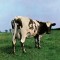 Pink Floyd – Atom Heart Mother