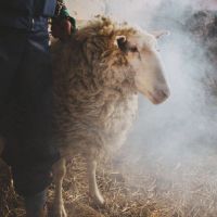 Krankšvester – Slava